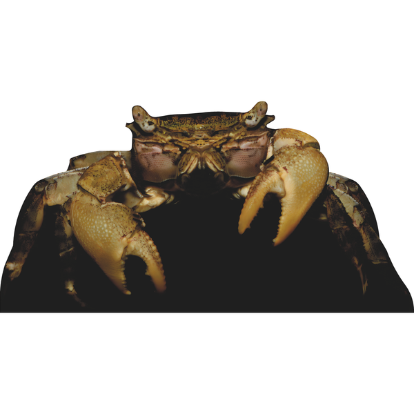 Angry Crab Cardboard Cutout Standee Standup
