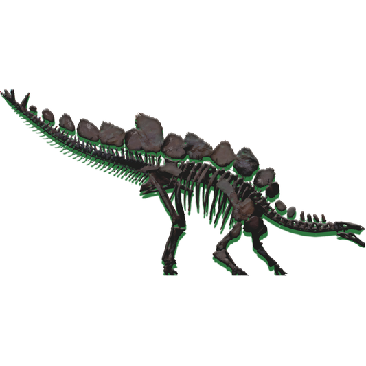 Stegosaurus Skeleton Dinosaur Cardboard Cutout