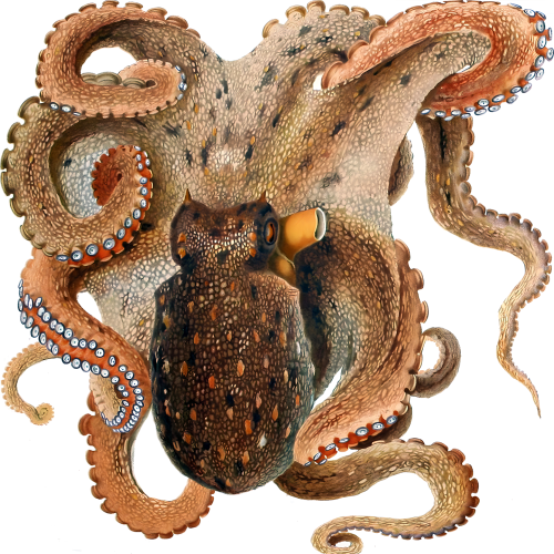 Octopus Vulgaris Tentacle Aquatic Animal Cardboard Cutout