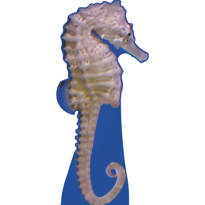 Seahorse Ocean Aquarium Animal Cardboard Cutout