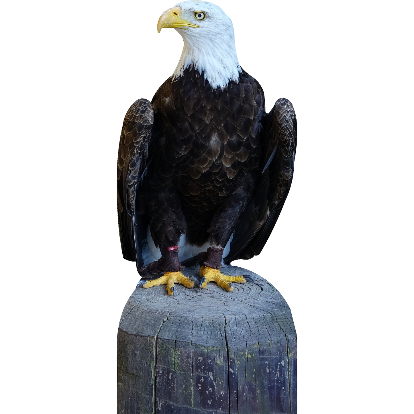 Bald Eagle Life Size Perched Tree Stump Cardboard Cutout