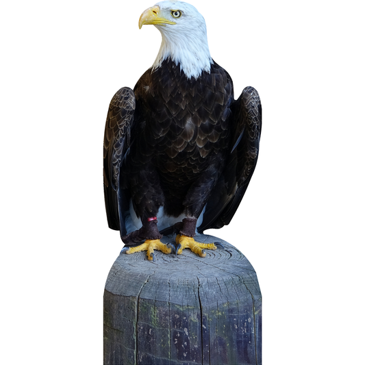 Bald Eagle Life Size Perched Tree Stump Cardboard Cutout