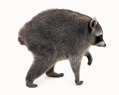 Jimothy Life like Print Wild Seattle Racoon Cardboard Cutout