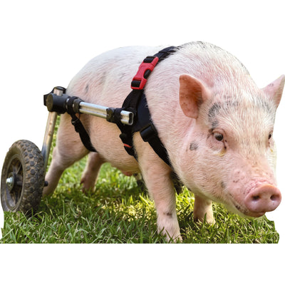 Chris P. Ham Bacon Disabled Pot Bellied Pig Cardboard Cutout