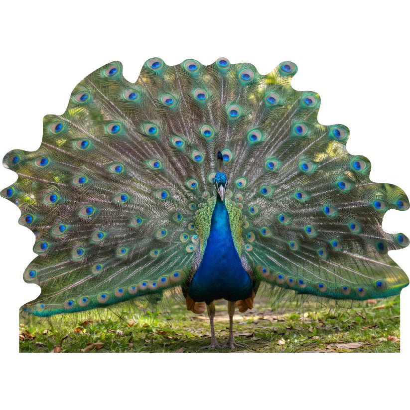 YSH4024 Peacock Yard Sign Decoration Cutout